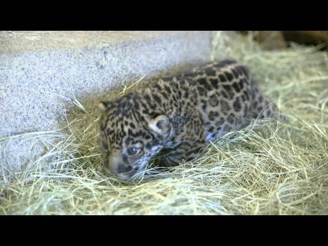 San Diego Zoo jaguar cub to make public debut
