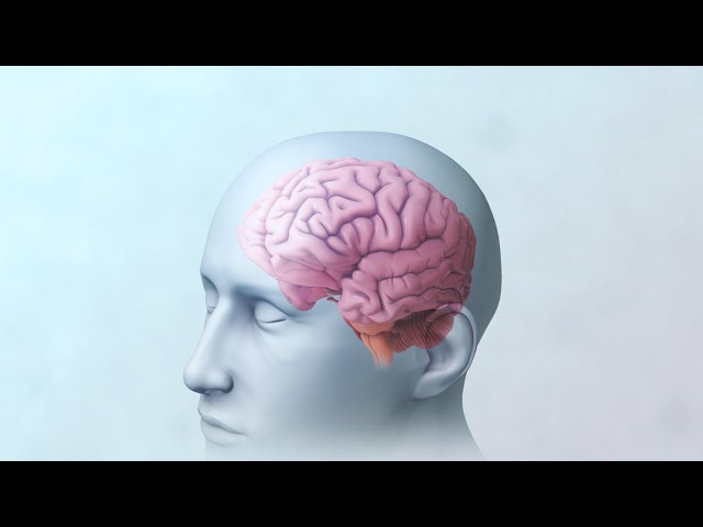 Mental Health: How the Brain Works
