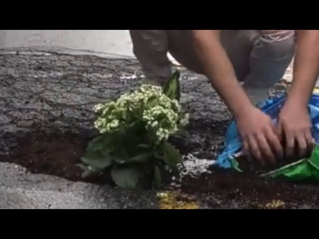 Planting Trees in potholes in NYC! #shorts
