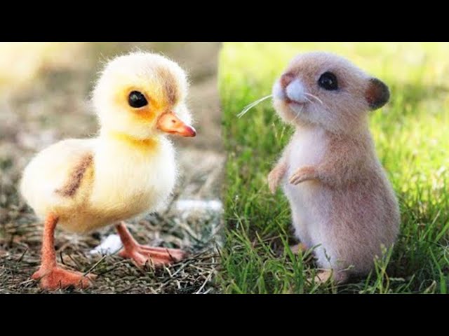 Animals Fails - Funny Animals Videos 2020 - Funny animals and Fails