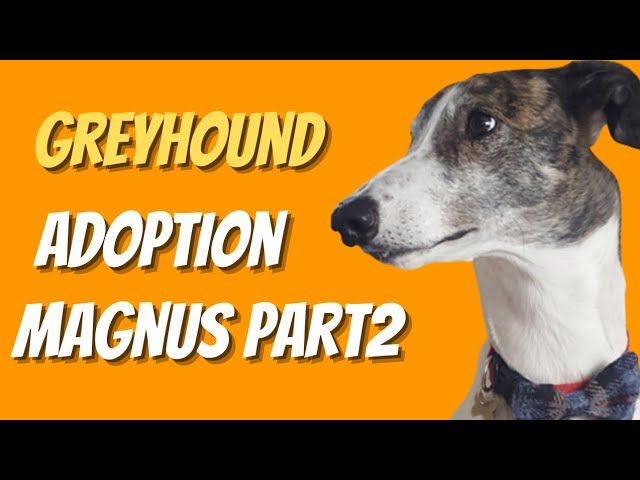 Greyhound adoption - Magnus part two