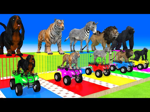 5 Giant Duck, Monkey, Piglet, Lion, Zebra, dog, Tiger, Sheep, Transfiguration funny animal 2024
