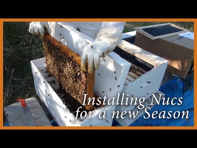 Honey Bees - Starting a New Season Installing Nucs - GSB S2 E1