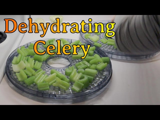 Dehydrating Celery!