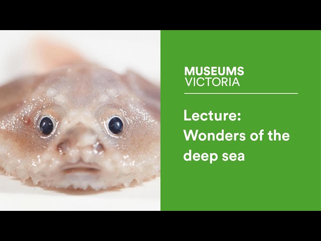 Museum Lecture: Wonders of the deep sea