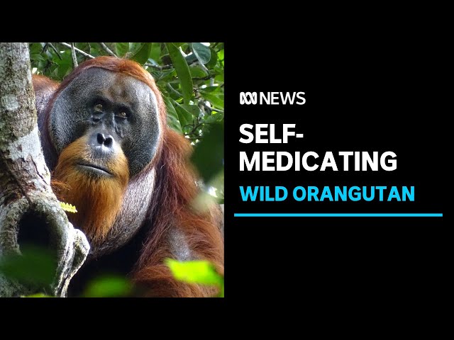 Sumatran Orangutan found treating wound with medicinal plant | ABC News