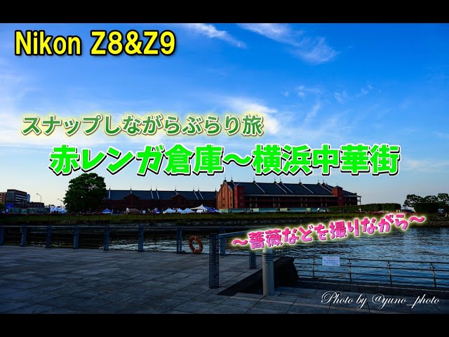 【Nikon Z8＆Z9】スナップしながらぶらり旅＜赤レンガ倉庫～横浜中華街＞～薔薇などを撮りながら～