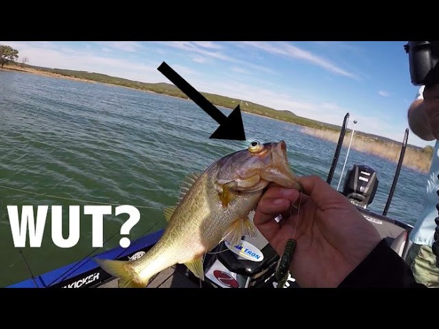 What Is Wrong With This Fish's Eyeball?!? | TylersReelFishing
