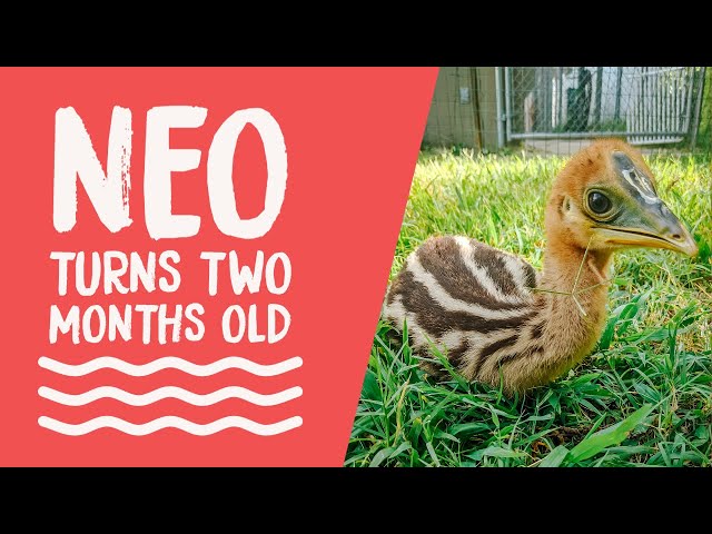 FB Live Replay: Neo 2-month-old Update