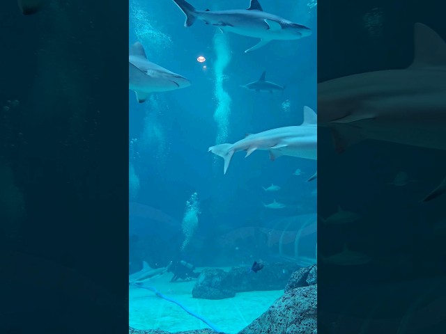 The Real Shark Tank 🦈 #travel #seaaquarium #sharktank #seaaquariumsingapore