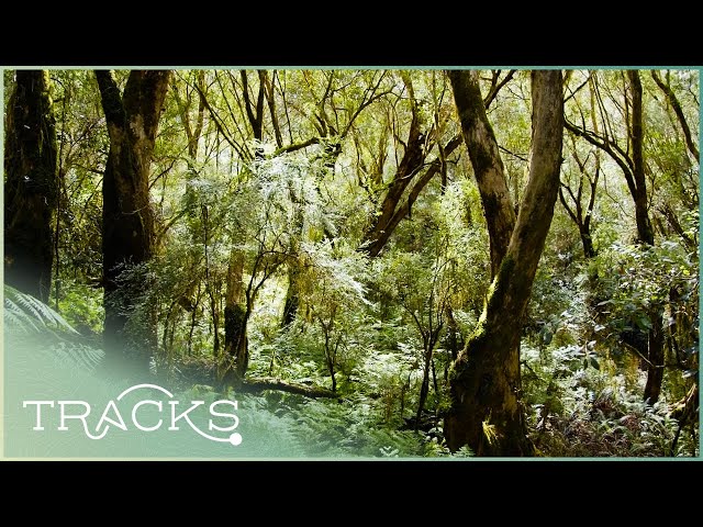 The Beauty of The Mckenzie River Rainforest | TRACKS