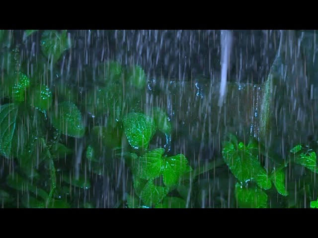 This soft rain makes you sleepy easily. The raindrops on the green leaves look very beautiful