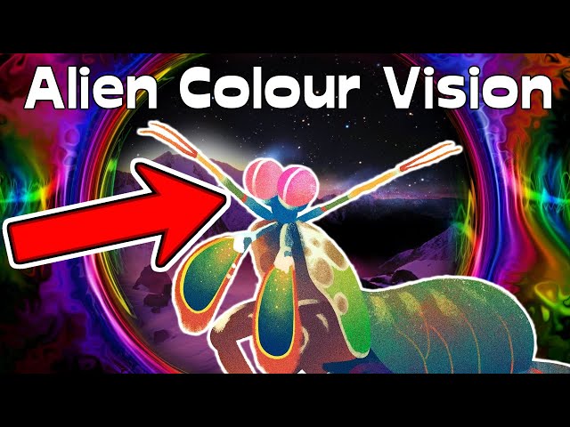 Mantis Shrimp Color Vision: Really Superior? | Alien Analysis