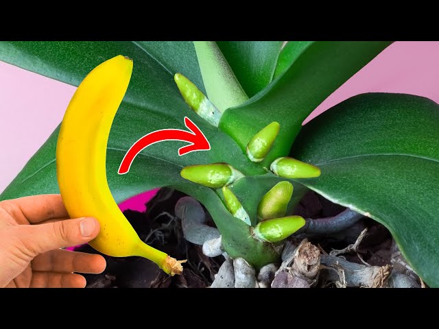 This Method Will Make Your ORHIDS Bloom for Whole Year 🍌 Just Use Banana