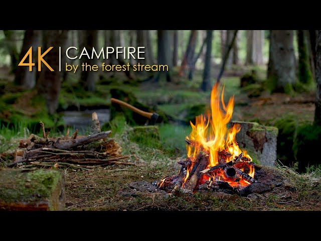 Forest Campfire by the Small Stream 🌲Relaxing Sounds & Sleep