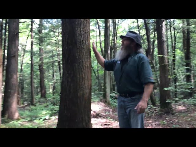 From the Stump - A Walk Through The Forest With Trevor
