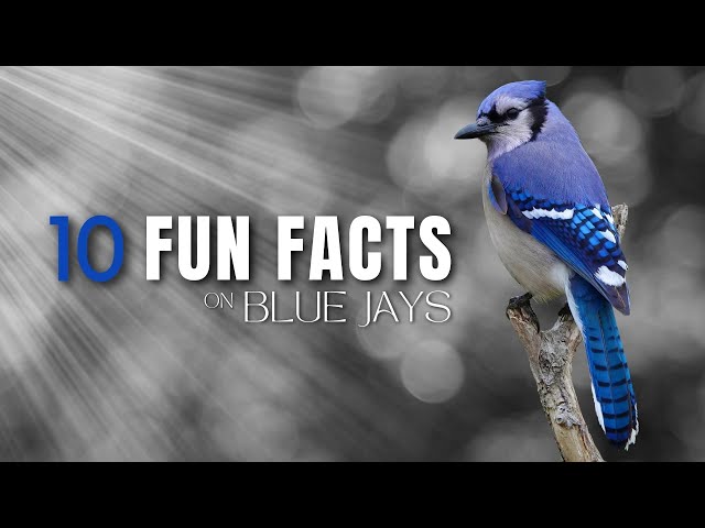 10 Fun Facts About Blue Jays | Noisy, Beautiful, Interesting