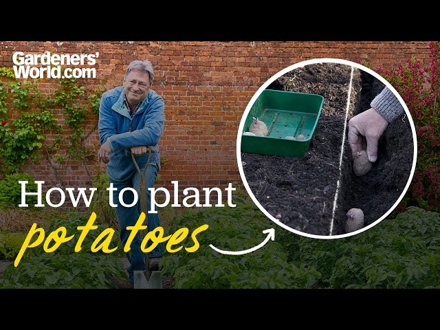 Planting potatoes | WHEN to plant potatoes & HOW to do it