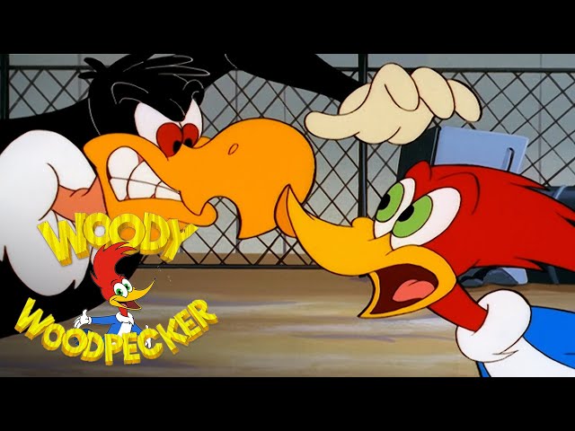 Woody vs Buzz | 3 Full Episodes | Woody Woodpecker