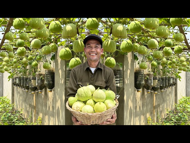 How I Grow Melons Without A Garden - Super Abundant Fruits, Just A Needs Little Land!