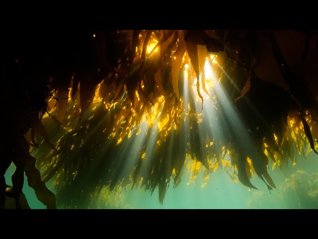 Noble Fund Researchers See, The Future is Brown: Genetic Engineering Technology Innovation in Kelp