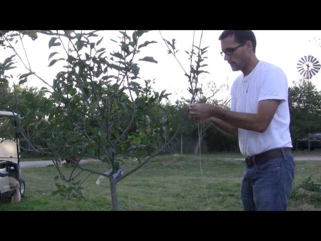Shaping Fruit Tree Branches In The Orchard