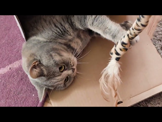 Cute Scottish Straight Cat in a Box | Jolie Scottish Straight Chatte dans une Boîte | Saboue