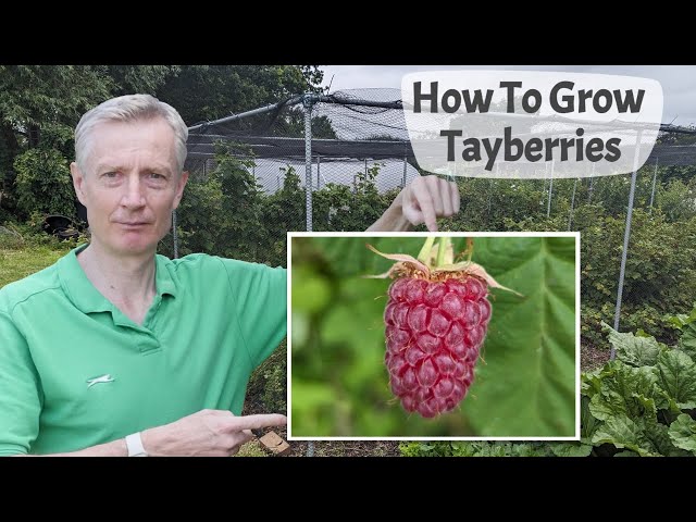 How To Grow Tayberries  - A Delicious And Large Cross Between A Raspberry And A Blackberry