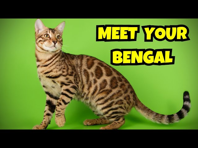 Bengal Cat 101: Everything You Need to Know About This Exotic Breed!