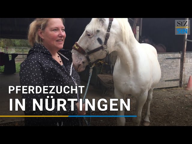 Knabstrupper Pferdezucht in Nürtingen: Weißgeborener Hengst soll seltene Rasse fortführen