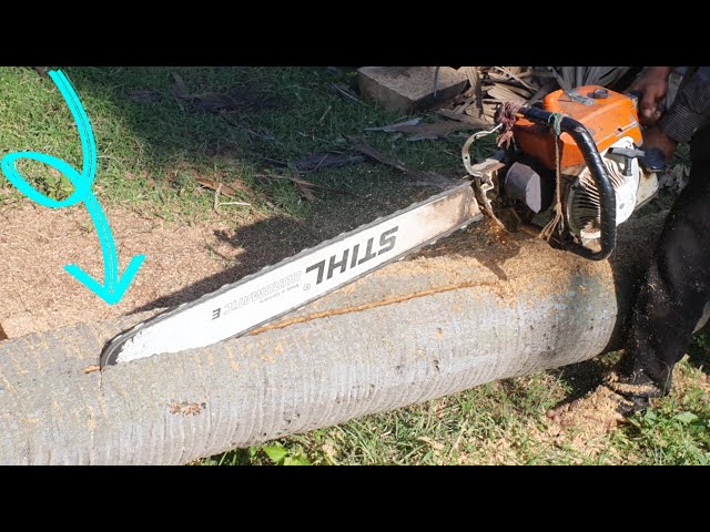 Wood Cutting Machine Chainsaw STIHL MS070 Sawing Big Palm Tree