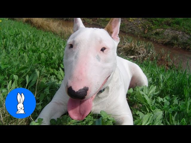 ENGLISH BULL TERRIERS Are the CUTEST Compilation