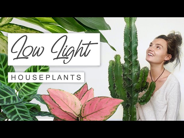 Top 20 Low Light House Plants For Dark Rooms 🌱 BEST Low Light House Plants This Year | 2022