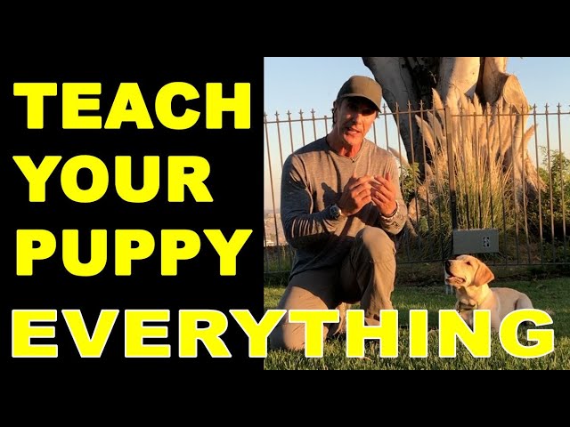 How to Train Your PUPPY to do Everything - Puppy Dog Training Video - Robert Cabral