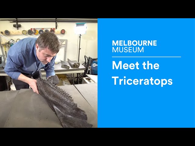 Meet the Triceratops