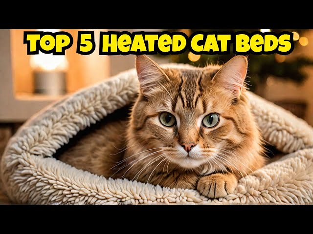 Top 5 Best Heated Cat Beds In 2024