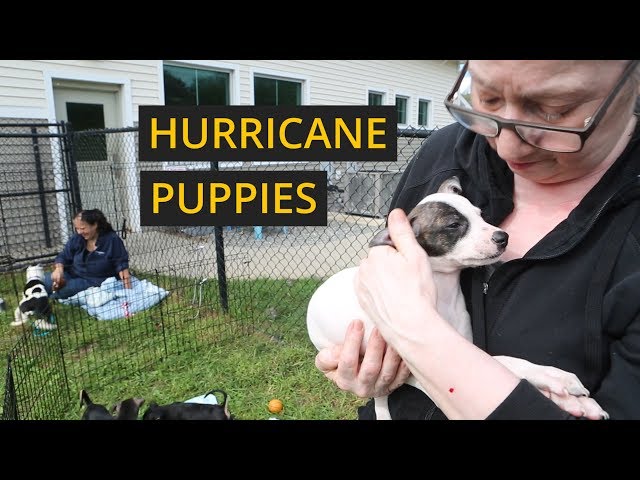 Finding homes for Puerto Rican dogs evacuated from Hurricane Maria