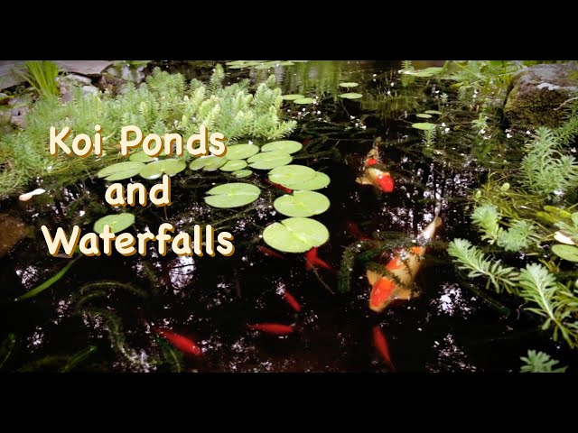 Koi Ponds and Water Features