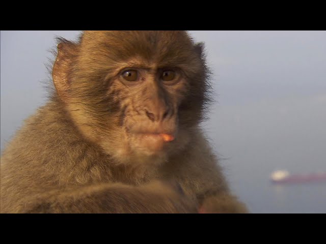 Effort for peace between Gibraltar's monkeys and tourists