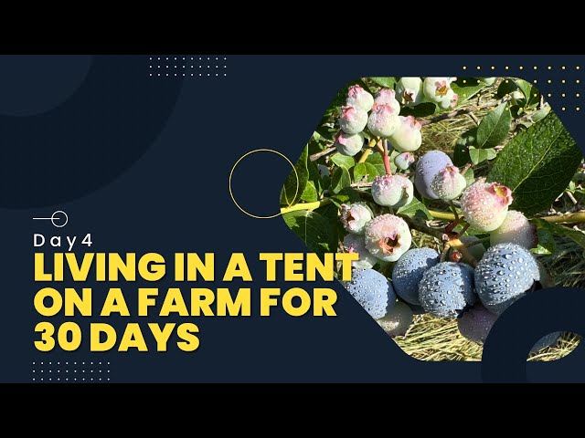 Our Blueberry Farm History Lesson. Living in a Tent on a Farm for 30-days. Day 4. A Deer Scared Me!