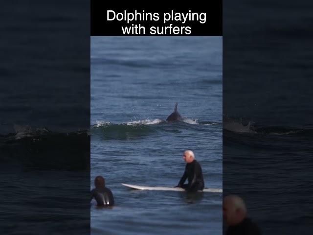 Dolphins playing with surfers