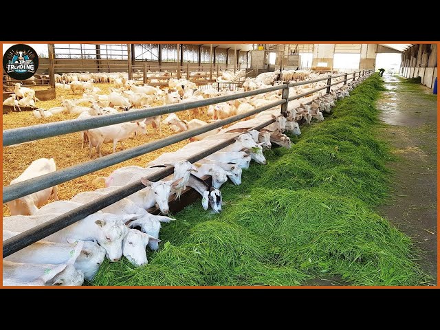 How Farmers Raise Goats To Produce More Milk - The Most Modern Goat Milking Factory