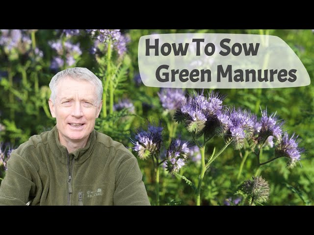 How To Sow Green Manures -  Part 1, Advantages Of Growing , Different Types, And Sowing Seed.