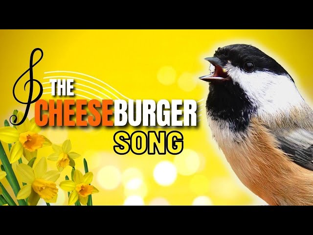 Black-capped Chickadee Cheeseburger / Fee Bee Song Explained | What Does it Mean?