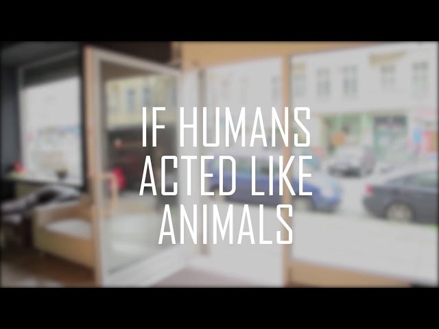 If Humans Acted Like Animals || CopyCatChannel