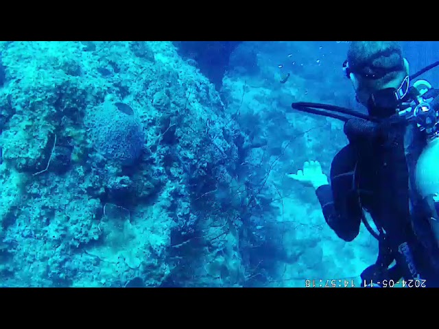 Giant coral reef wall