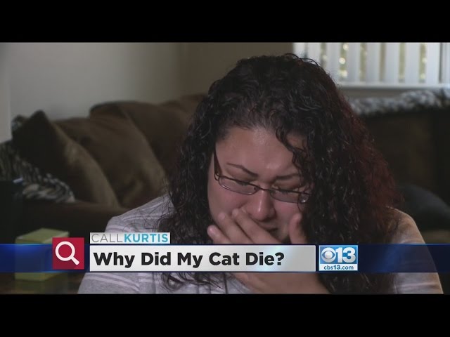 Call Kurtis: Groomer Cremated My Cat Before I Could Find Out Why She Died