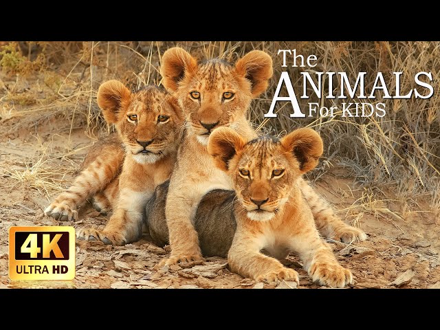 Africa Wildlife In 4K ~ The Animals for Kids ~ Scenic Relaxation Film With Calming Music