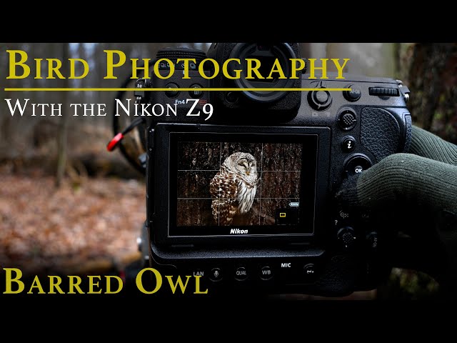 Bird Photography with the Nikon Z9 | An Amazing Encounter with a Barred Owl