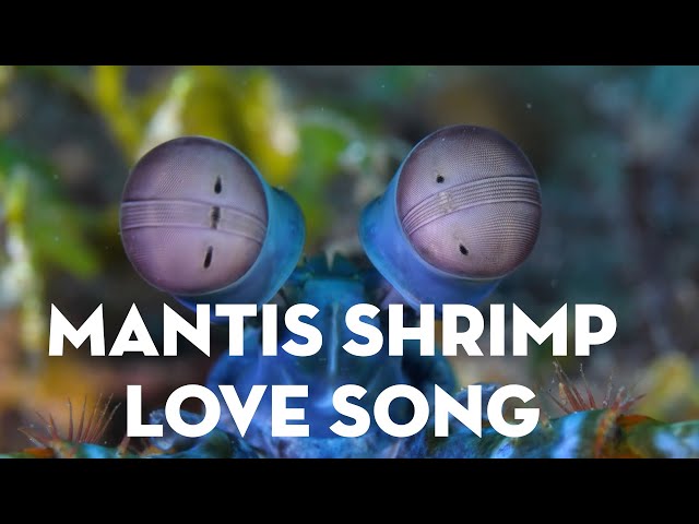 Mantis Shrimp Love Song
